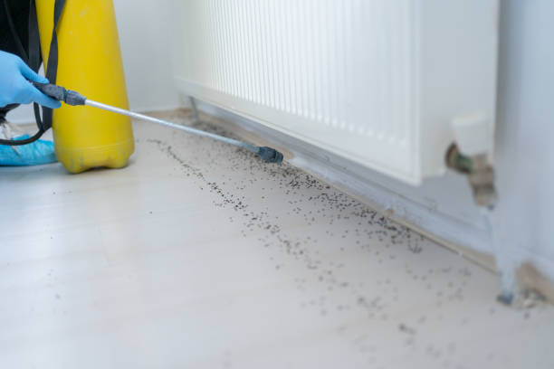 Best Wasp Removal Services  in Bellevue, WI