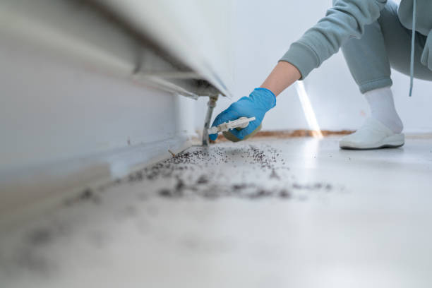 Best Insect Control  in Bellevue, WI